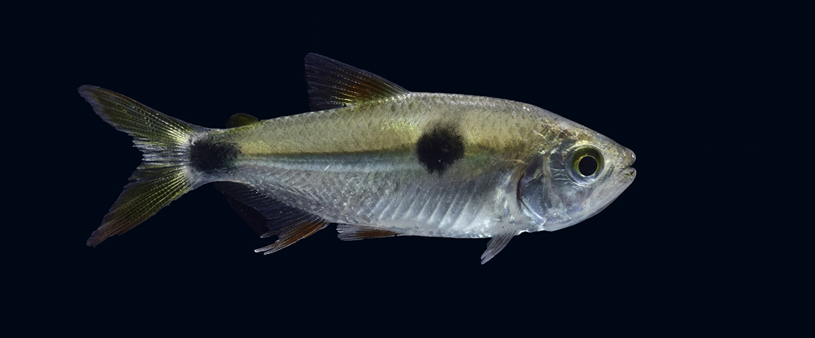 Guainia Tropical Fish – Colombia – Ornamental Fish for Export