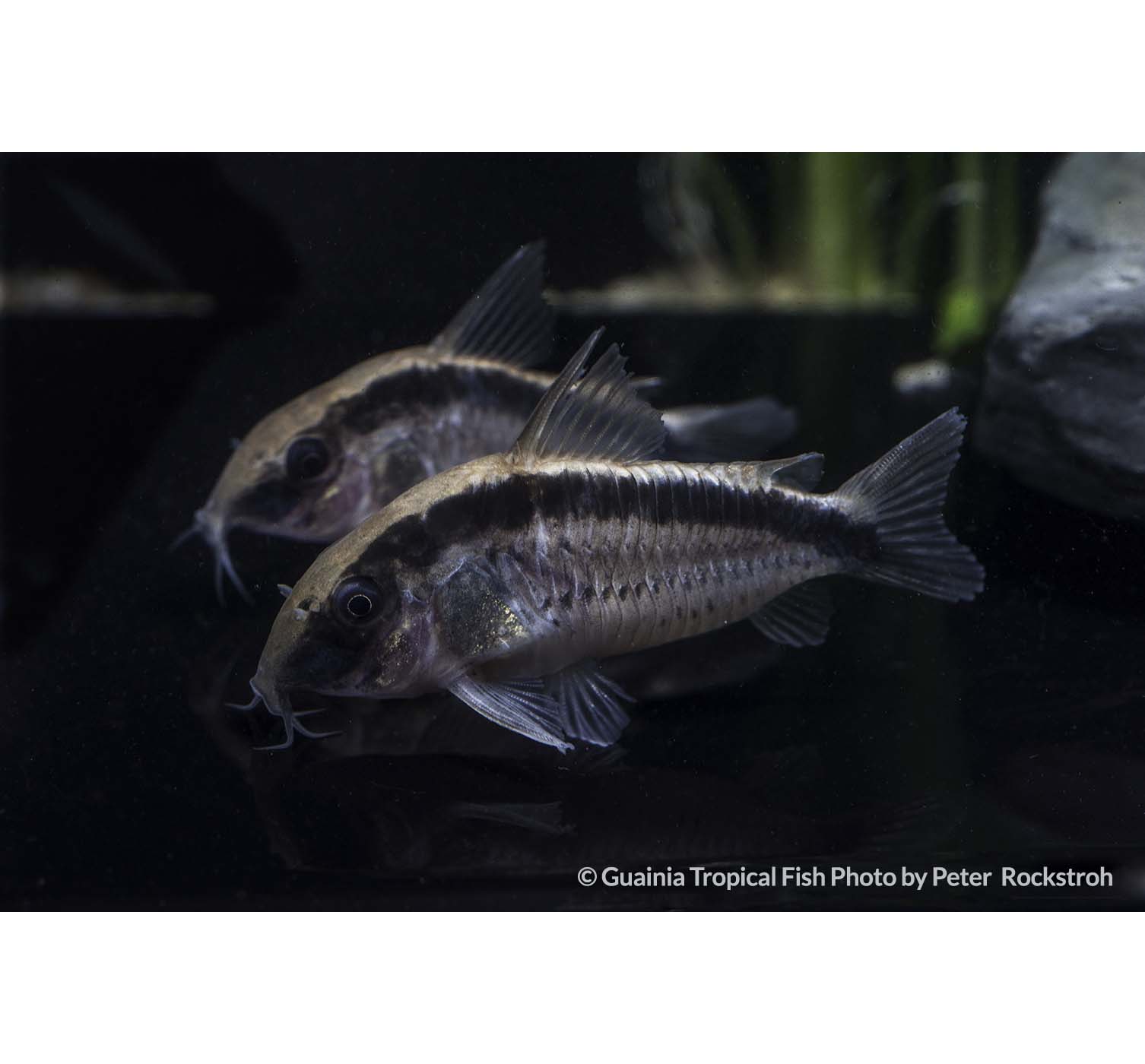 CORYDORAS ARCUATUS Guainia Tropical Fish Colombia