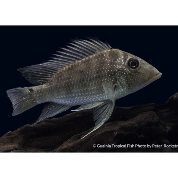 SATANOPERCA MAPIRITENSIS Guainia Tropical Fish Colombia