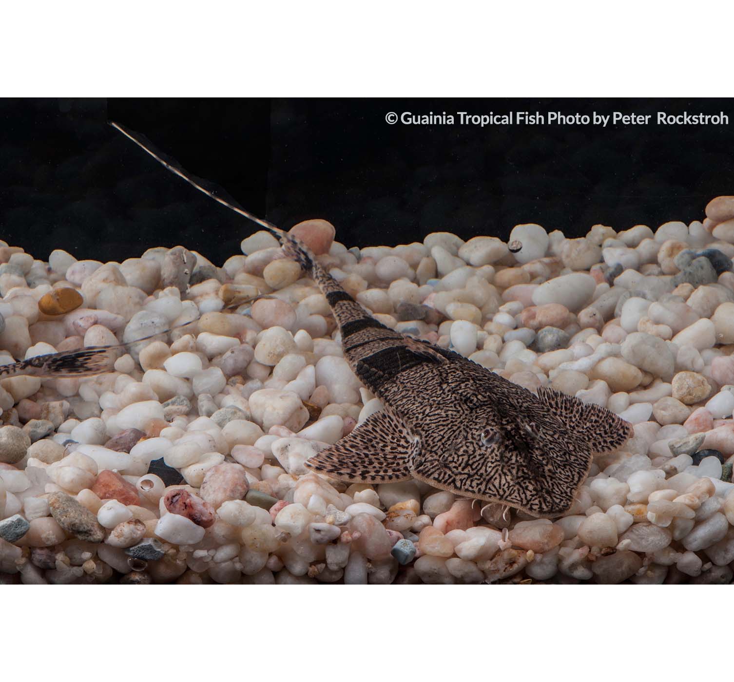 SPATULORICARIA CAQUETAE Guainia Tropical Fish Colombia