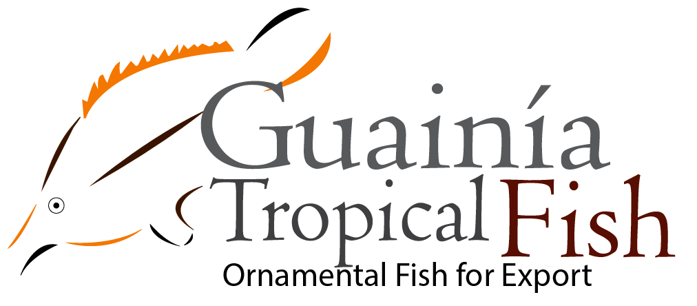 Guainia Tropical Fish -  Colombia